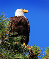 Bald Eagle in a Pine Tree in Tahoe