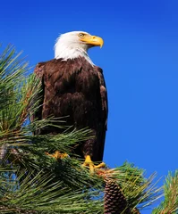 Crédence de cuisine en verre imprimé Aigle Bald Eagle in a Pine Tree in Tahoe