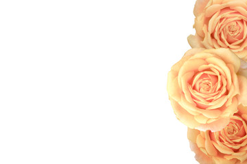 3 cream roses on white background for someone spacial