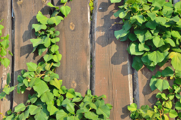 Green leaves lit by the sun on the background of old wooden boards