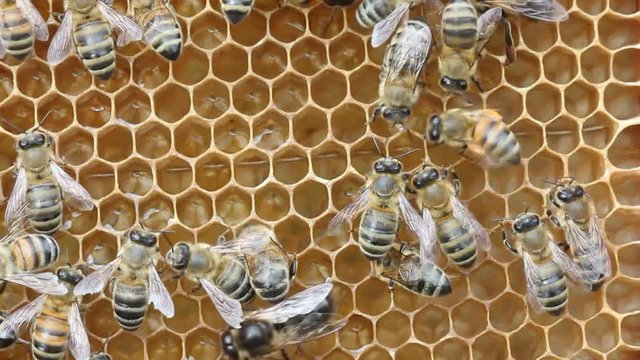 Dance of a bee.
Bee dance shows where the plants with nectar and pollen are.
