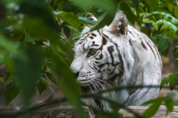 White tiger — Bengal tiger species with a congenital mutation. The mutation leads to a fully white color of the tiger with black and brown stripes on white fur and blue eyes.