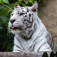 Fototapeta na wymiar White tiger — Bengal tiger species with a congenital mutation. The mutation leads to a fully white color of the tiger with black and brown stripes on white fur and blue eyes.
