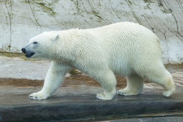 Obraz na płótnie Canvas Polar bear