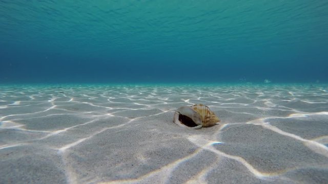 Sea Schell Falls On Tropical Sandy Seabed