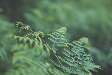 isolated green ferns
