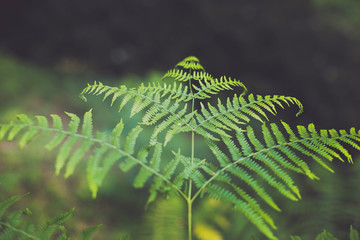 isolated green ferns