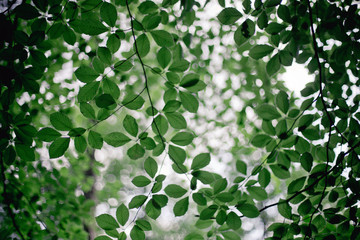 green leaves pattern greenery background