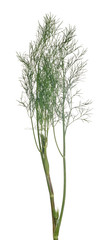 isolated lush green young dill branch