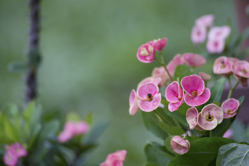 Beautiful pink flower