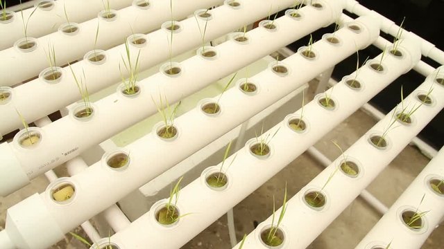 Hydroponic vegetable is planted in a garden
