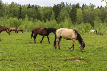 Buckskin horse with black mane , and  Bay horses grazing in the meadow .A warm summer day in a large pasture near the forest.