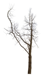 Fototapeta premium bare tree with long branch on white
