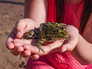 Large green frog on the palms of a young woman.