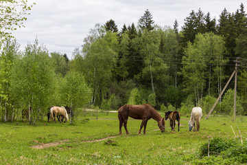 Horses of different colors graze in the meadow. A warm summer day on a large pasture near the forest.