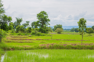 Fototapeta na wymiar Paddy fields,thailand