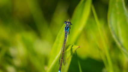 Blue dragonfly on the green leaf.