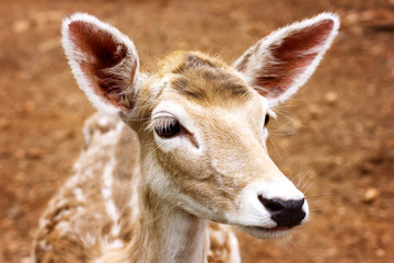 Close-up of young deer head