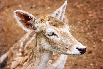 Close-up of young deer head
