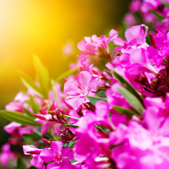 Pink flowers close-up, nature background