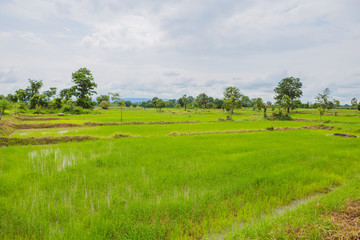 Cornfieldin ,thailand