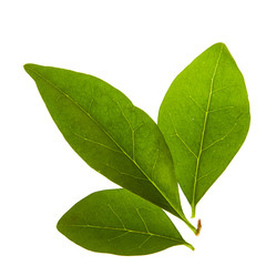 Group of three green leafs isolated on a white background.
