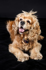Studio portrait of an adorable American Cocker Spaniel dog with funny hair-style and curly ears, looking curiously. Black background