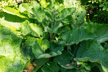 Fototapeta premium Woolly Burdock (Arctium Tomentosum)