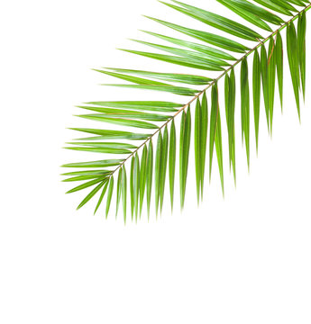  Palm leaf  isolated on white background.