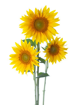 Three Sunflowers isolated on a white background.