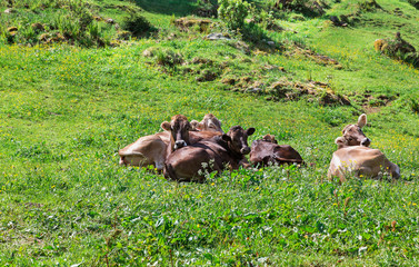 Cows on green grass in the Alps