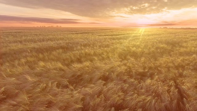 AERIAL. Flight over the wheat field in sunrise