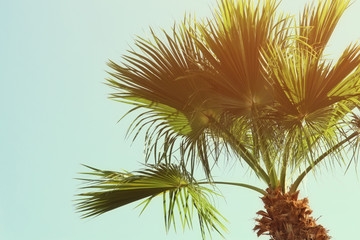 Palm trees against sky. retro style image. travel, summer, vacation and tropical beach concept