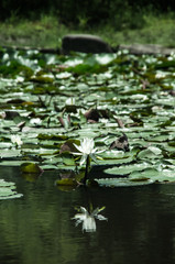 水面に映る白い睡蓮