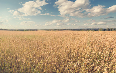 Naklejka premium Wheat field and sky