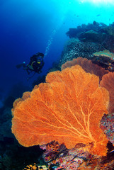 A beautiful hard coral reef and a large seafan with a young man dives deep in Similan North Andaman, Thailand.