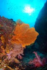 Coral Reef with seafan and soft coral in Sunlight at Similan,North Andaman Sea,Thailand