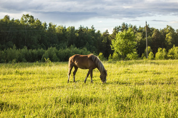 Buckskin horse with a yellow mane grazing in the meadow  .A warm summer day in a large pasture near the forest.