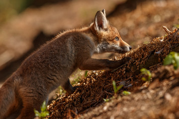 Red Fox, Vulpes vulpes, at european forest. Wildlife scene from Czech Republic. Orange fur coat animal in the nature habitat. Action scene with red fox. Beautiful fox.