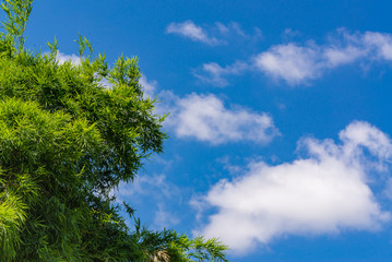 Obraz premium Sky above the bamboo trees in the forest