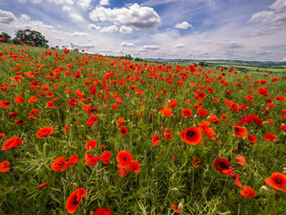 Poppy Field with Dramatic Blue Sky and White Fluffy Clouds