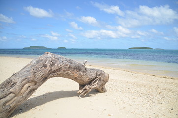 砂浜の流木