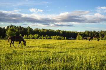 Obraz premium Buckskin horse with a yellow mane grazing in the meadow . A warm summer day in a large pasture near the forest.