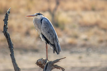 Great blue heron ( Ardea herodias )