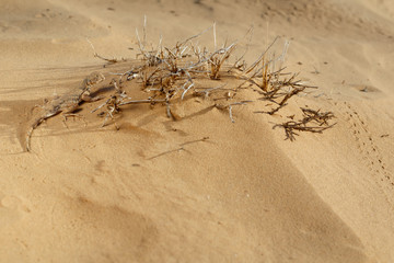 Lizard toadhead agama (Phrynocephalus guttatus) in the sand dunes in the evening. Selective focus.