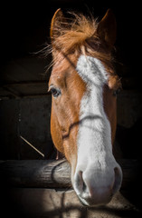 Obraz premium Horse portrait