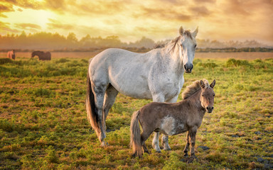 Obraz na płótnie Canvas Horses in a Pasture with Orange Sunset, Northern California, USA