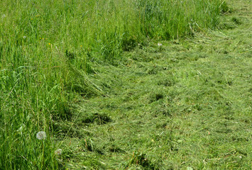 Cut grass