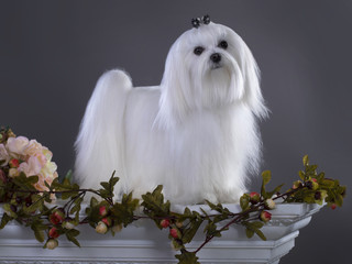 White Maltese  with long hair Looking in Camera