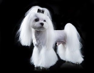 Maltese, beautiful haircut.Grooming